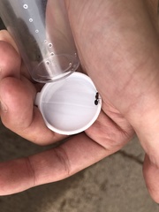 Pheidole crassicornis