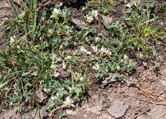 Trifolium gymnocarpon