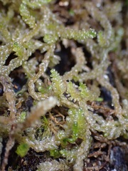 Weymouthia cochlearifolia