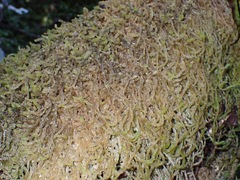 Weymouthia cochlearifolia