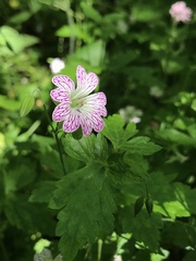 Geranium versicolor
