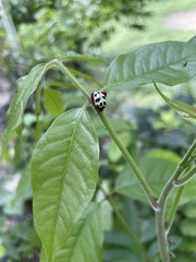 Notozona histrionica