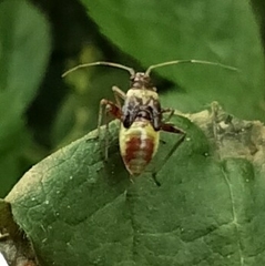 Closterotomus fulvomaculatus