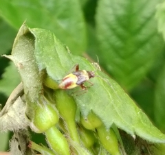 Closterotomus fulvomaculatus