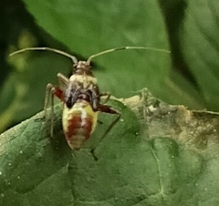 Closterotomus fulvomaculatus