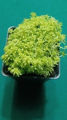 Sedum