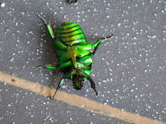 Heterorrhina sexmaculata