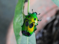 Heterorrhina sexmaculata