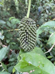 Monstera tuberculata