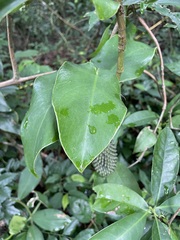 Monstera tuberculata