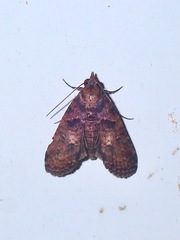 Stictopterinae
