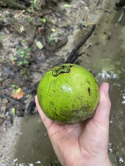 Diospyros nigra