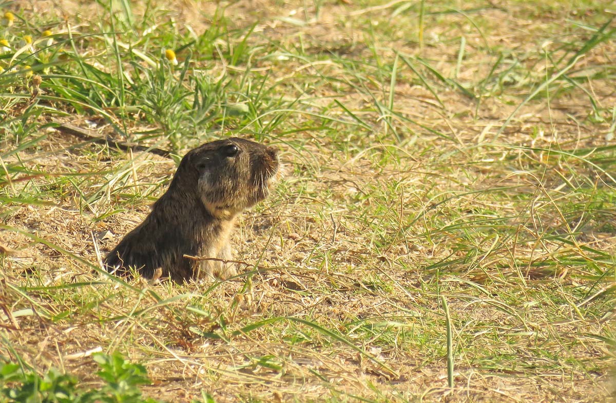 Tuco-tucos (Genus Ctenomys) · iNaturalist
