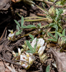 Trifolium gymnocarpon