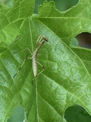 Stagmomantis carolina