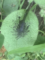 Poecilocapsus lineatus