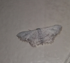 Idaea textaria