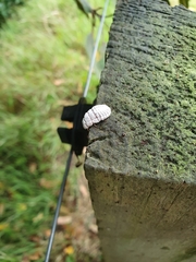 Margarodidae