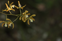 Encyclia candollei