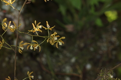 Encyclia candollei