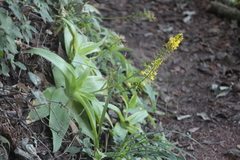 Bulbine latifolia latifolia