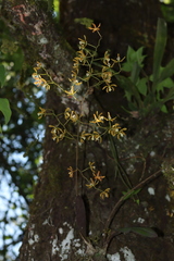 Encyclia candollei