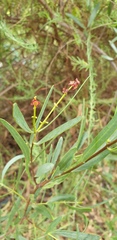 Santalum spicatum