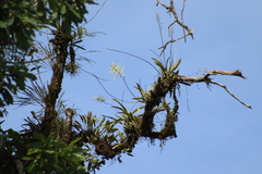 Brassia verrucosa