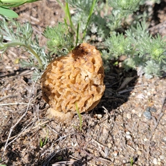 Verpa bohemica