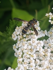 Parancistrocerus fulvipes