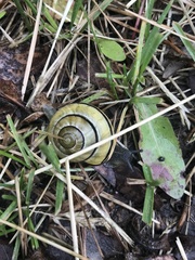 Cepaea nemoralis