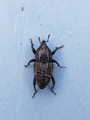Sphenophorus cariosus