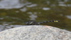 Phanogomphus quadricolor