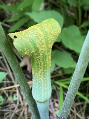 Uromyces ari-triphylli