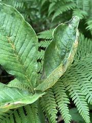 Uromyces ari-triphylli