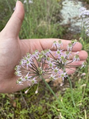 Allium keeverae