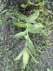 Digitalis grandiflora