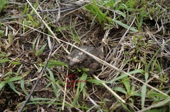 Anaxyrus compactilis