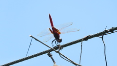Urothemis signata yiei