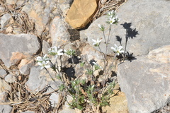 Arenaria aggregata