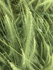 Hordeum