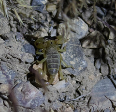 Anuroctonus phaiodactylus