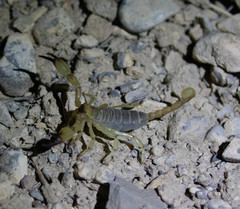 Anuroctonus phaiodactylus