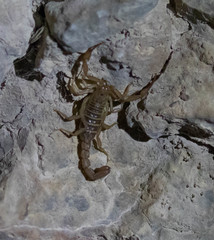 Serradigitus wupatkiensis