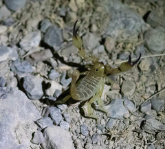 Anuroctonus phaiodactylus