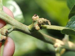 Callirhytis subcostata