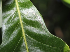 Stigmella saginella