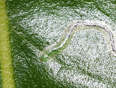Stigmella saginella