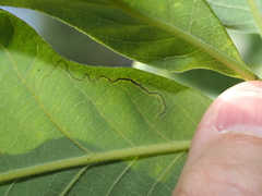 Stigmella saginella