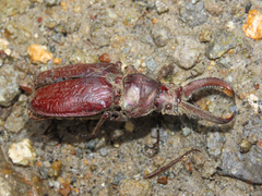 Sphaenognathus bellicosus